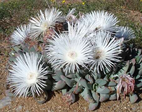 Image of Cheiridopsis denticulata (Haw.) N. E. Br.