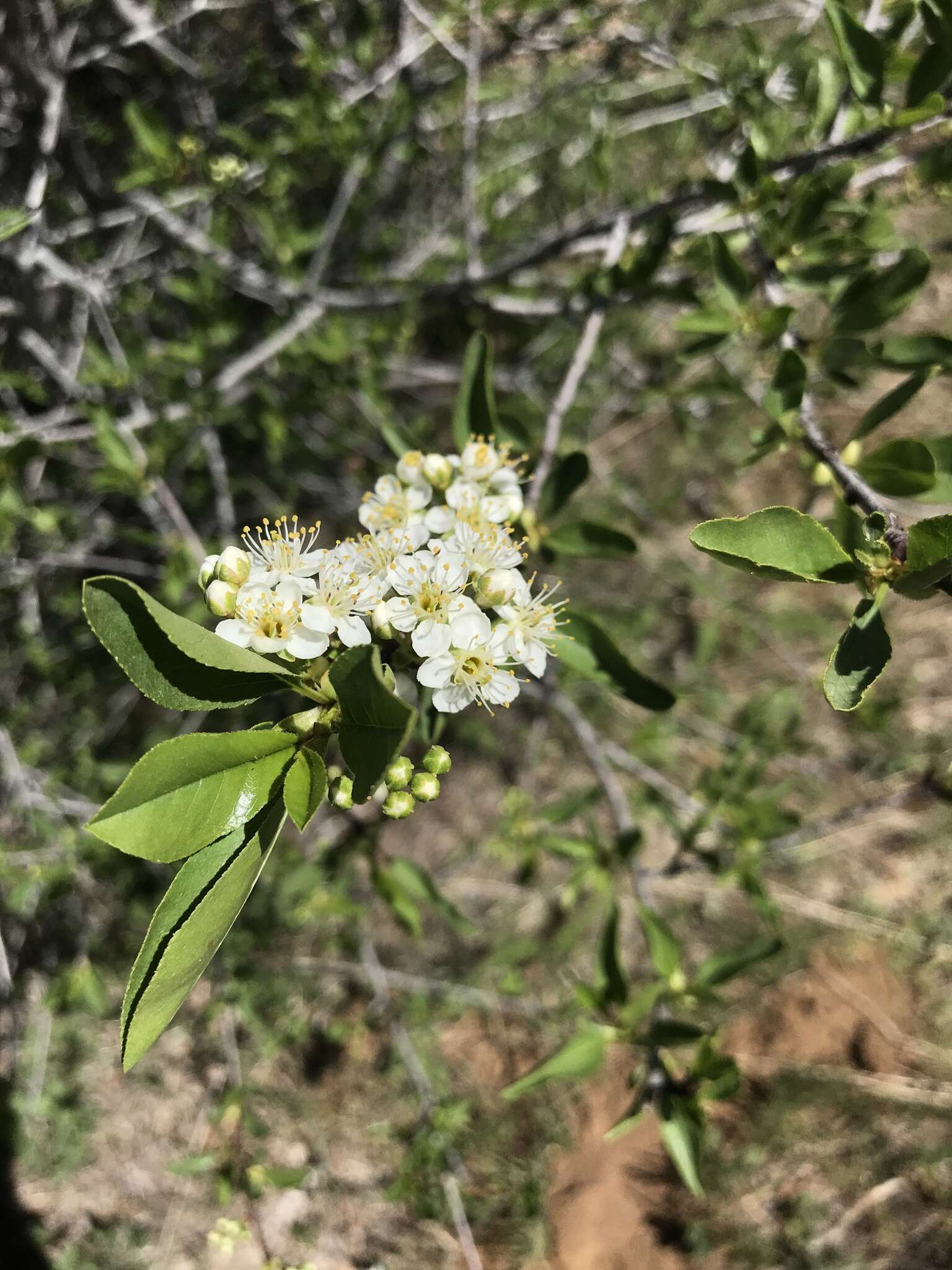 Image de Prunus emarginata var. emarginata