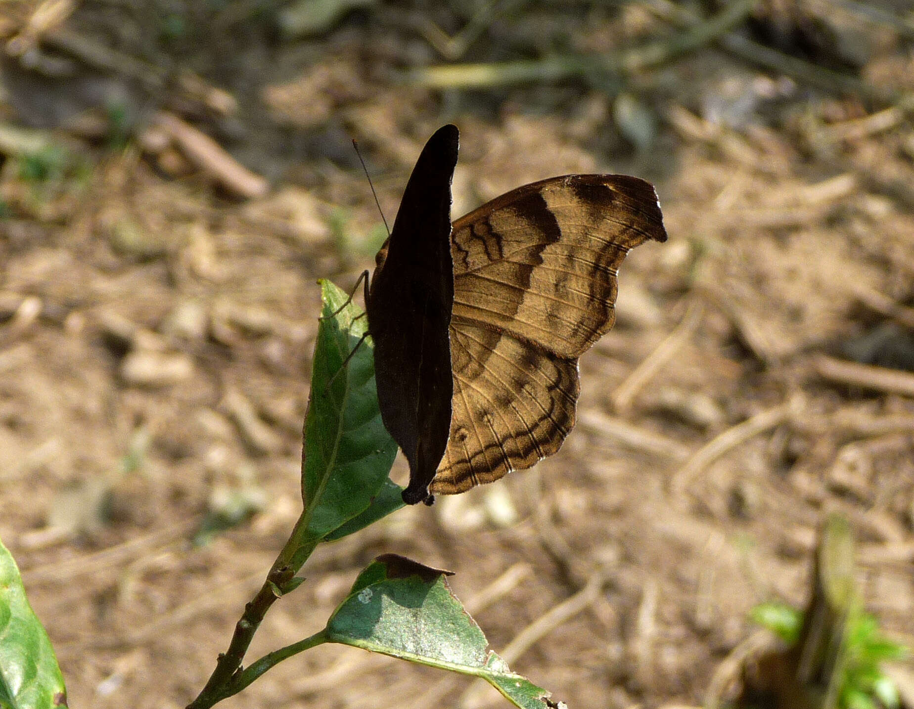 Image of chocolate pansy