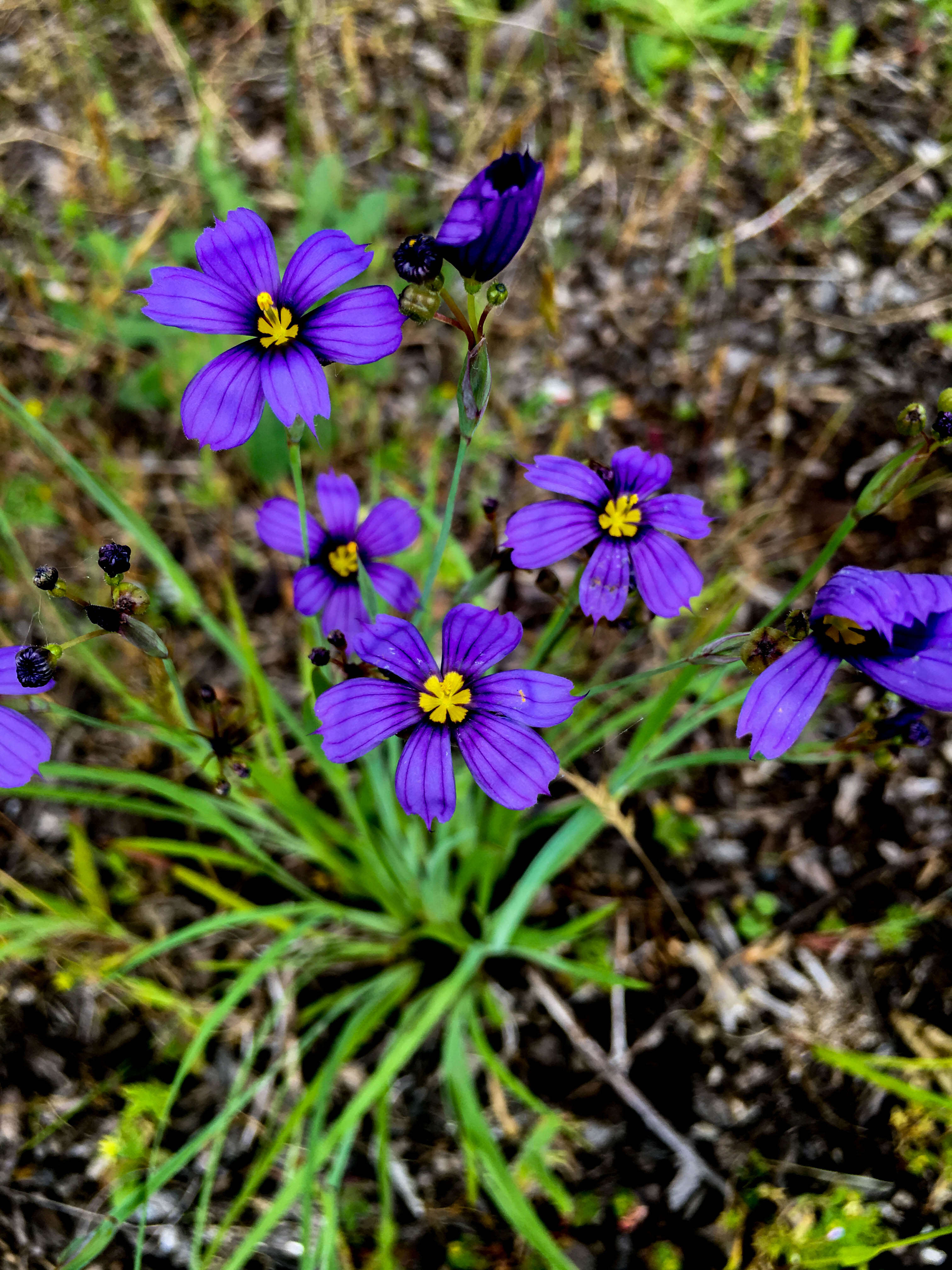 Image of western blue-eyed grass