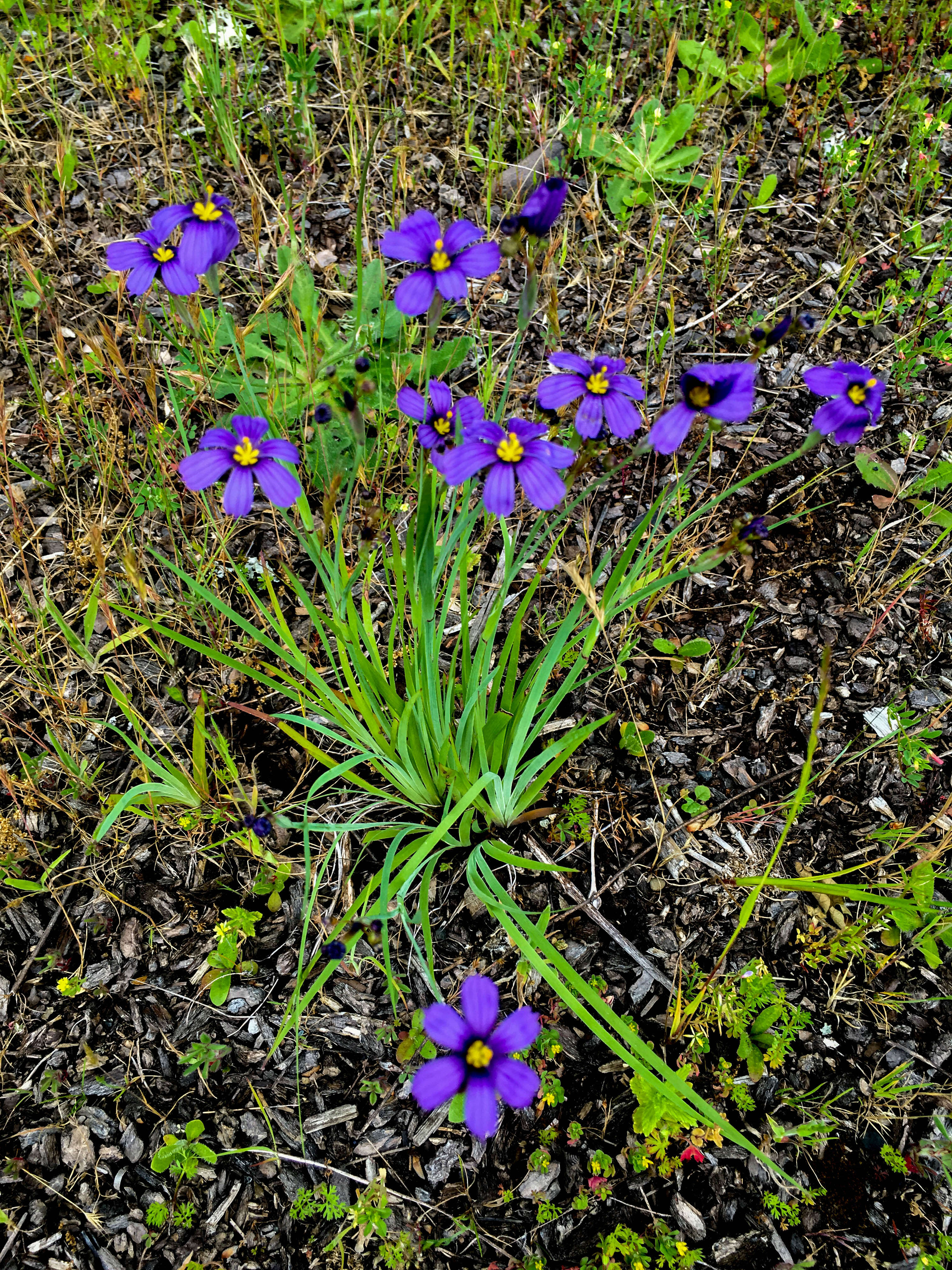 Image of western blue-eyed grass