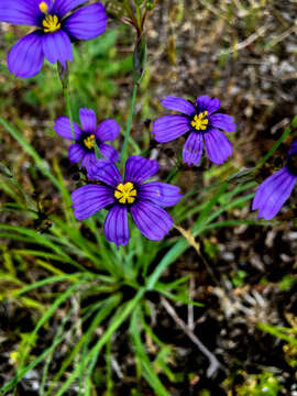 Image of western blue-eyed grass