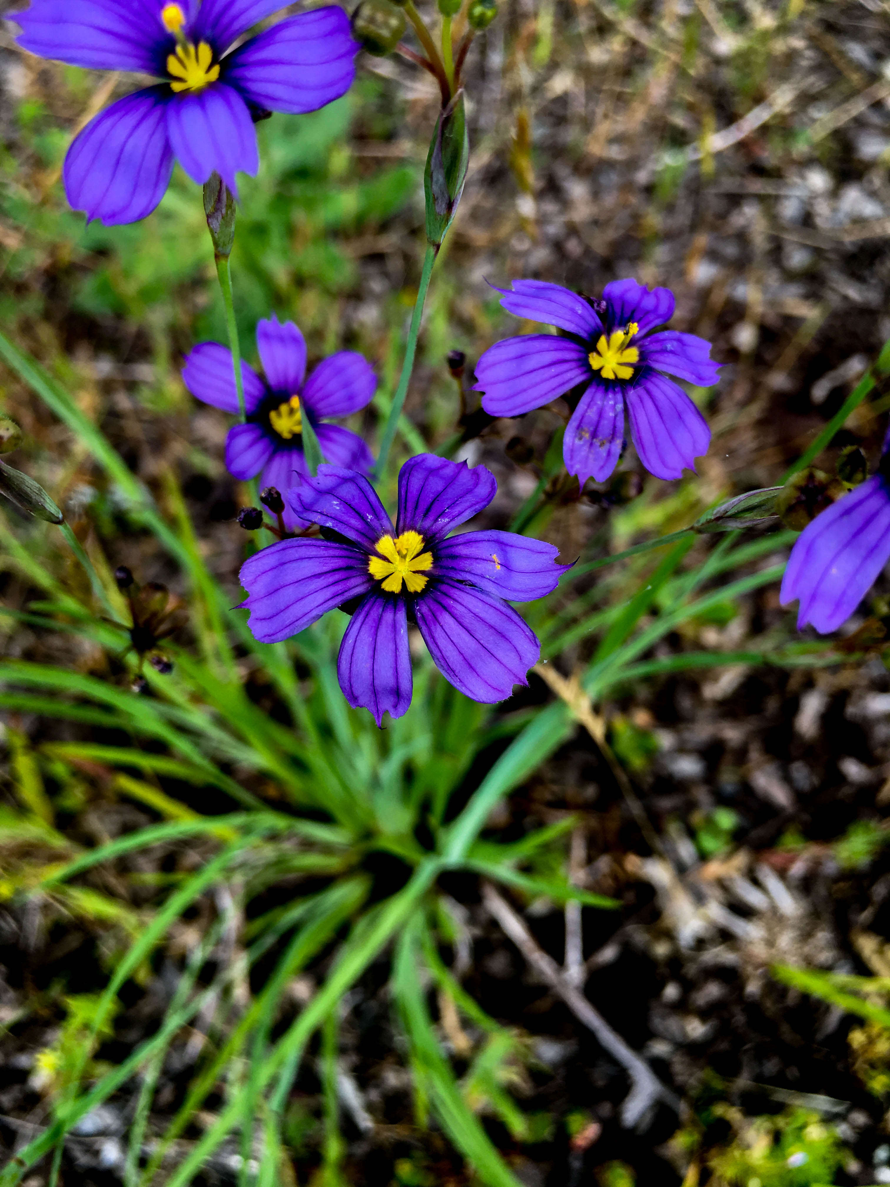 Image of western blue-eyed grass