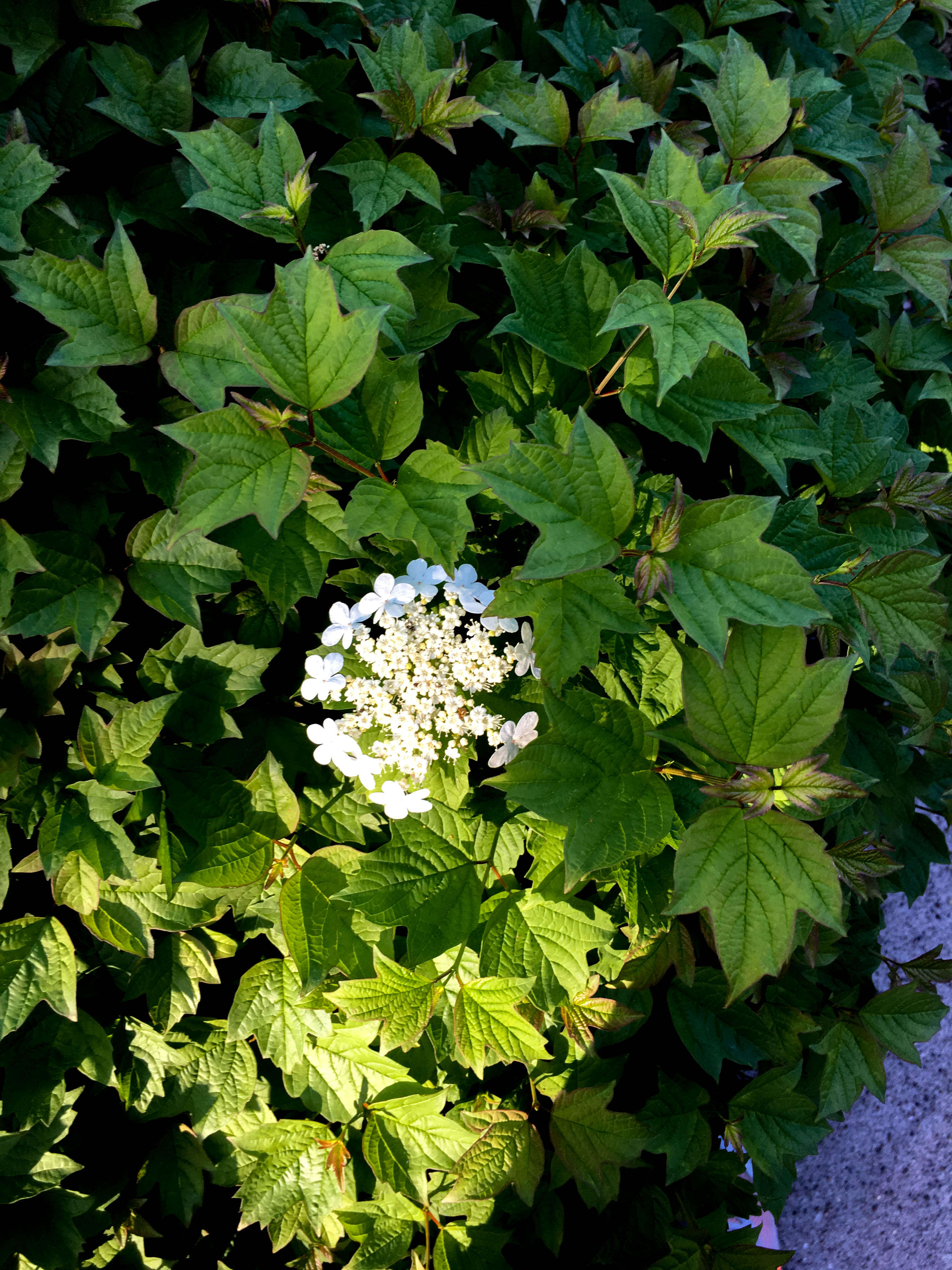 Image of Cranberry-tree