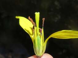 Image of dogtooth violet