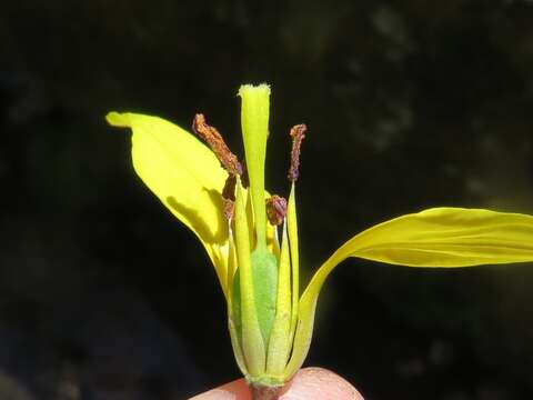 Imagem de Erythronium americanum subsp. americanum