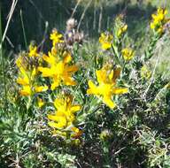 Image of Genista tournefortii Spach