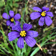 Image of western blue-eyed grass