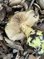 Image of Cortinarius viridirubescens M. M. Moser & Ammirati 1997