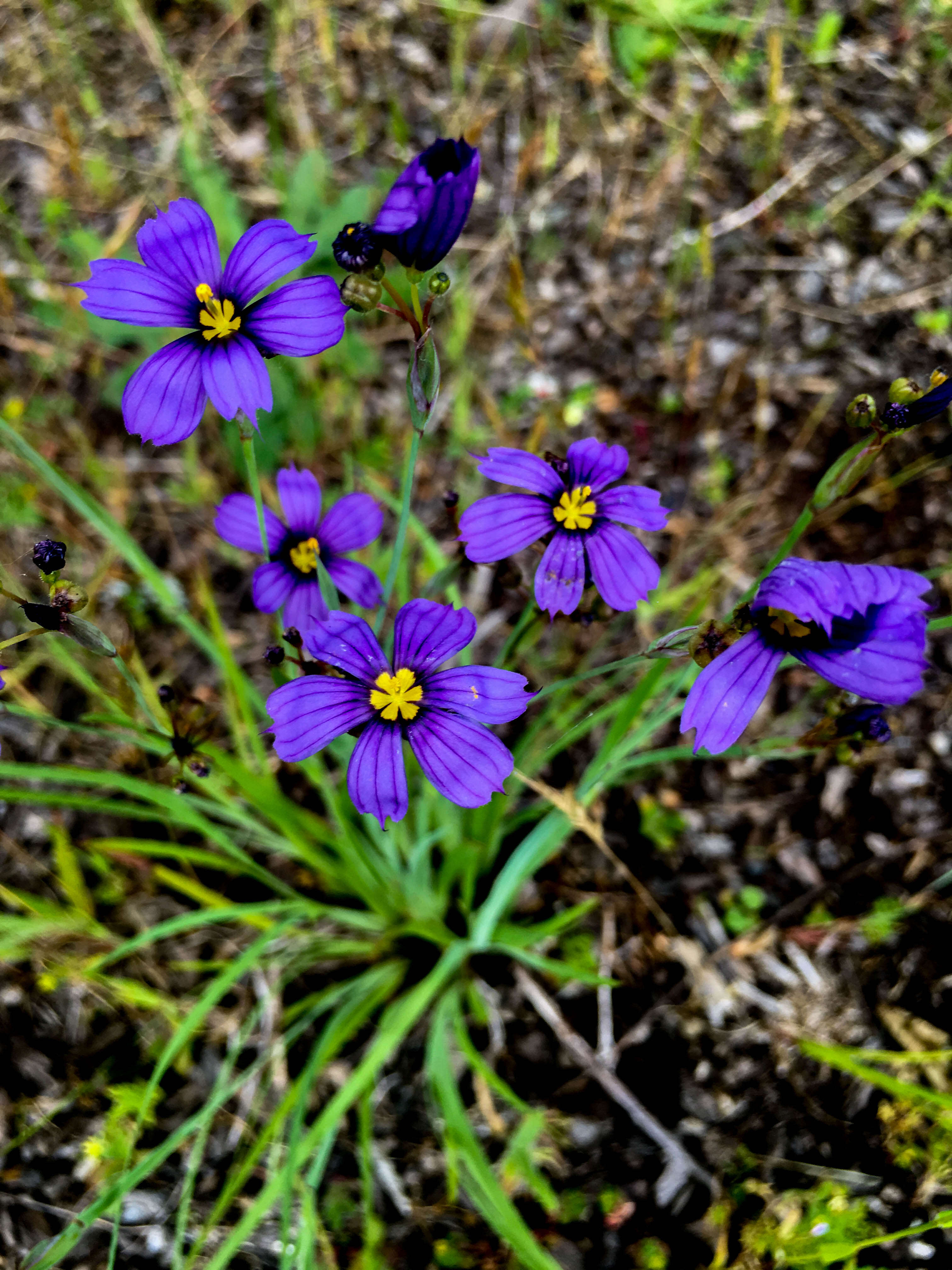 Image of western blue-eyed grass