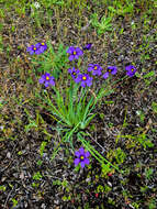 Image of western blue-eyed grass