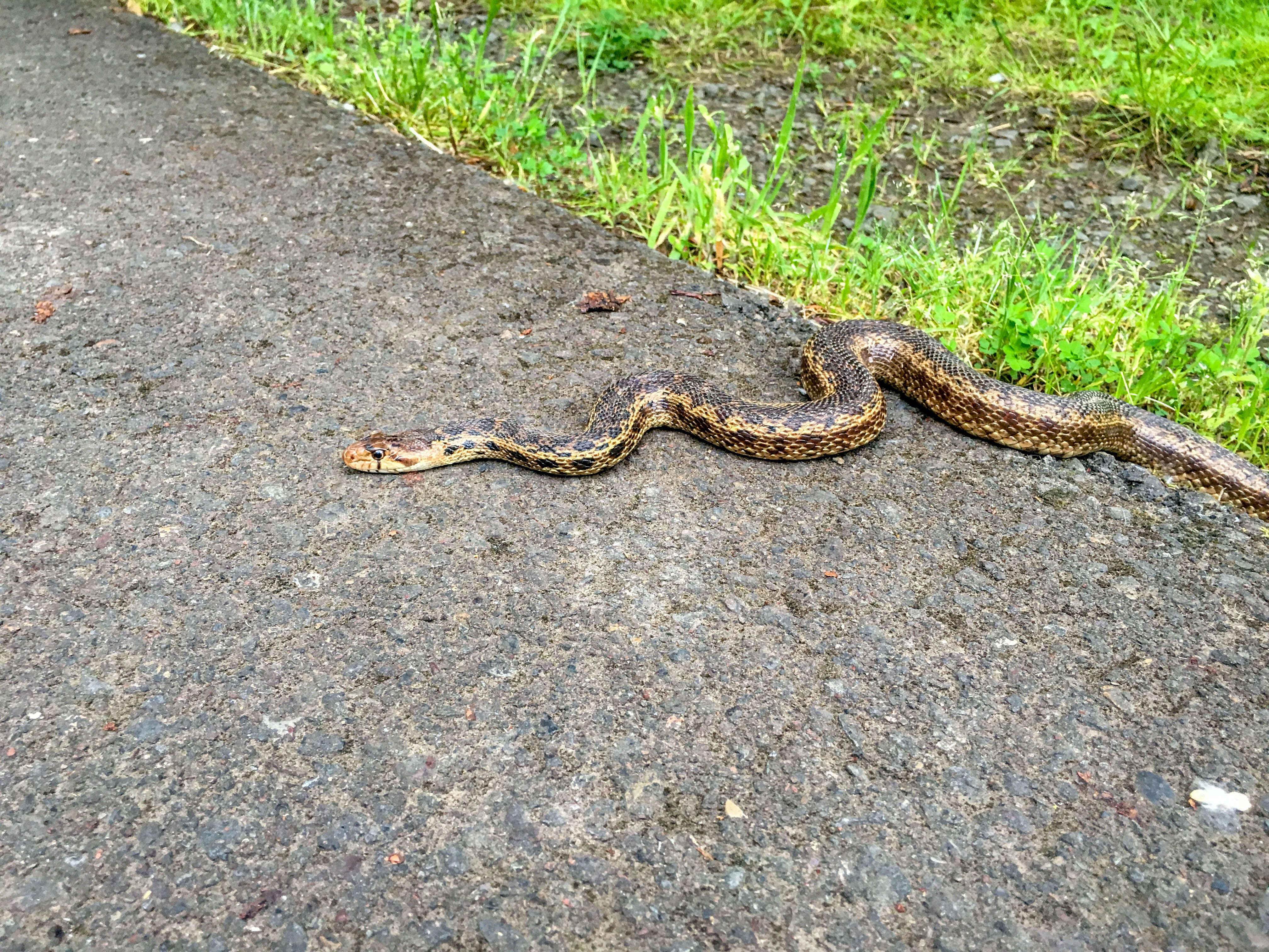 Pituophis catenifer catenifer (Blainville 1835)的圖片