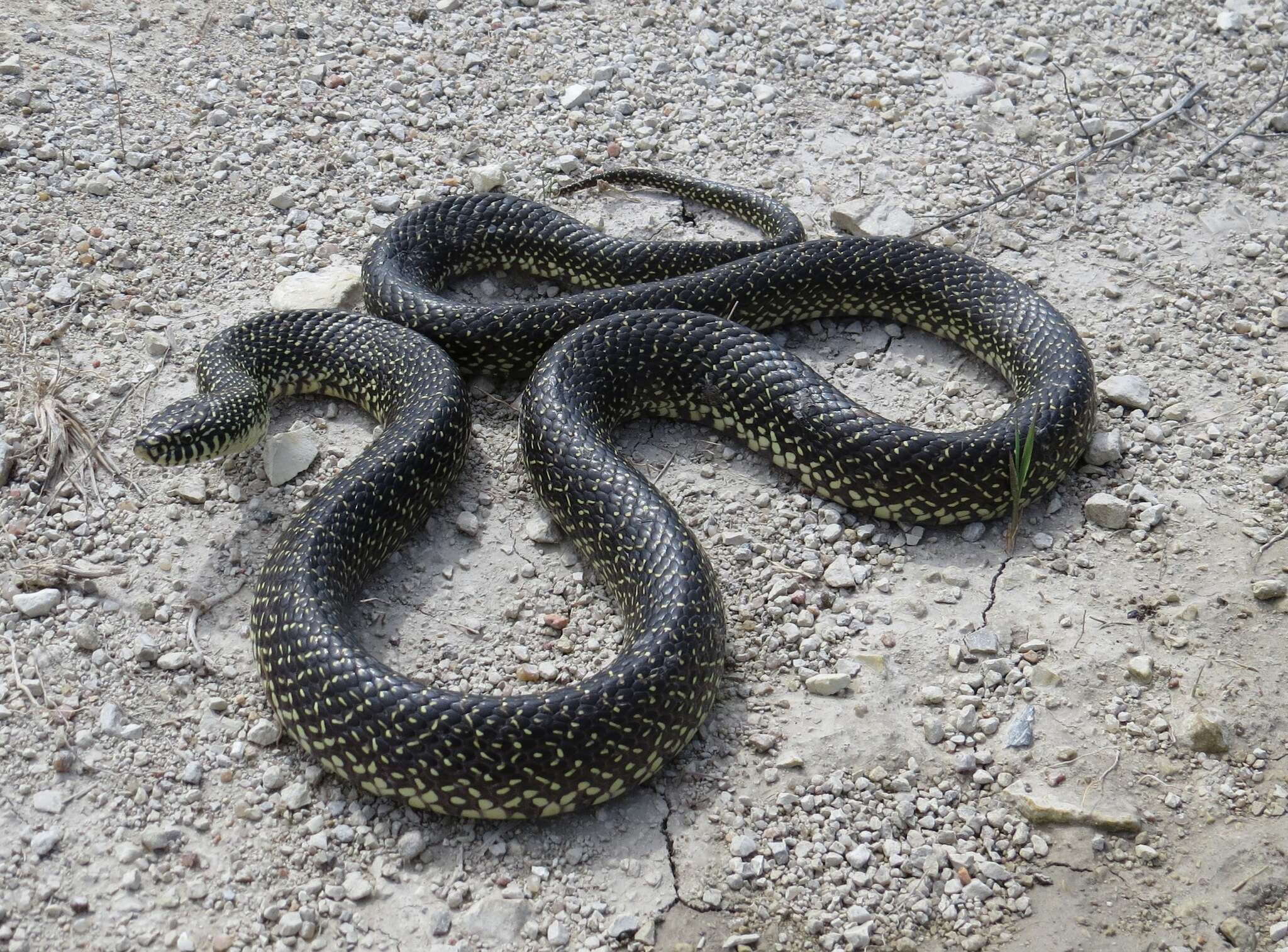 Sivun Lampropeltis holbrooki Stejneger 1902 kuva