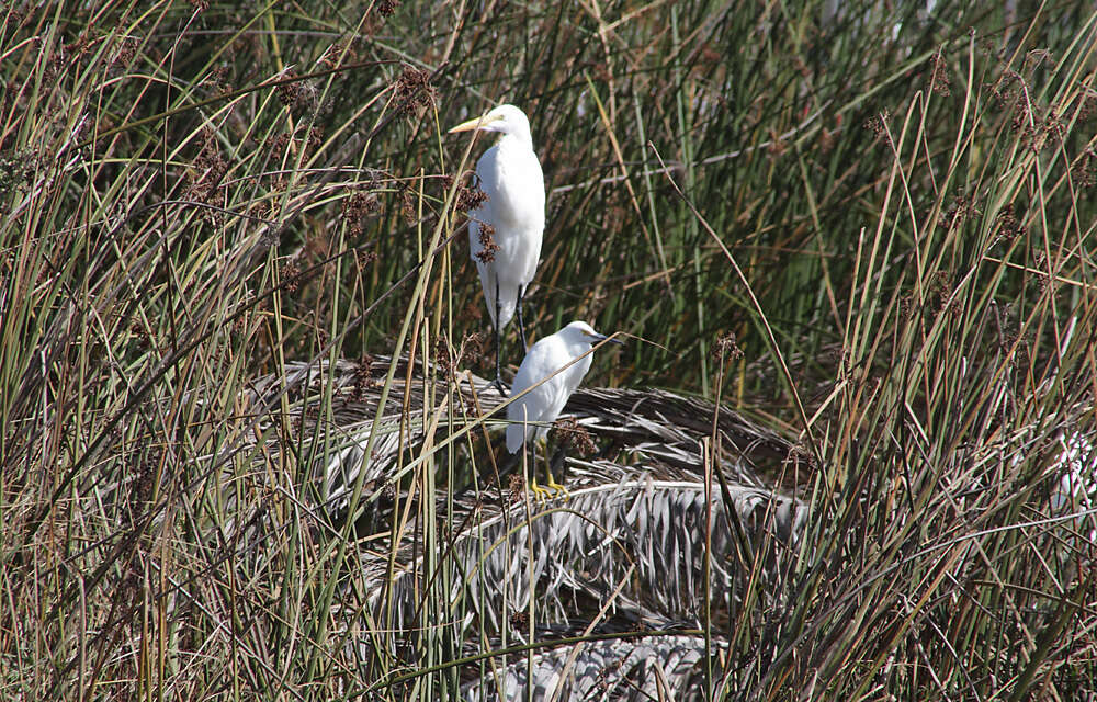 Image of Great Egret