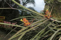 Image de Acanthostachys strobilacea (Schult. & Schult. fil.) Klotzsch