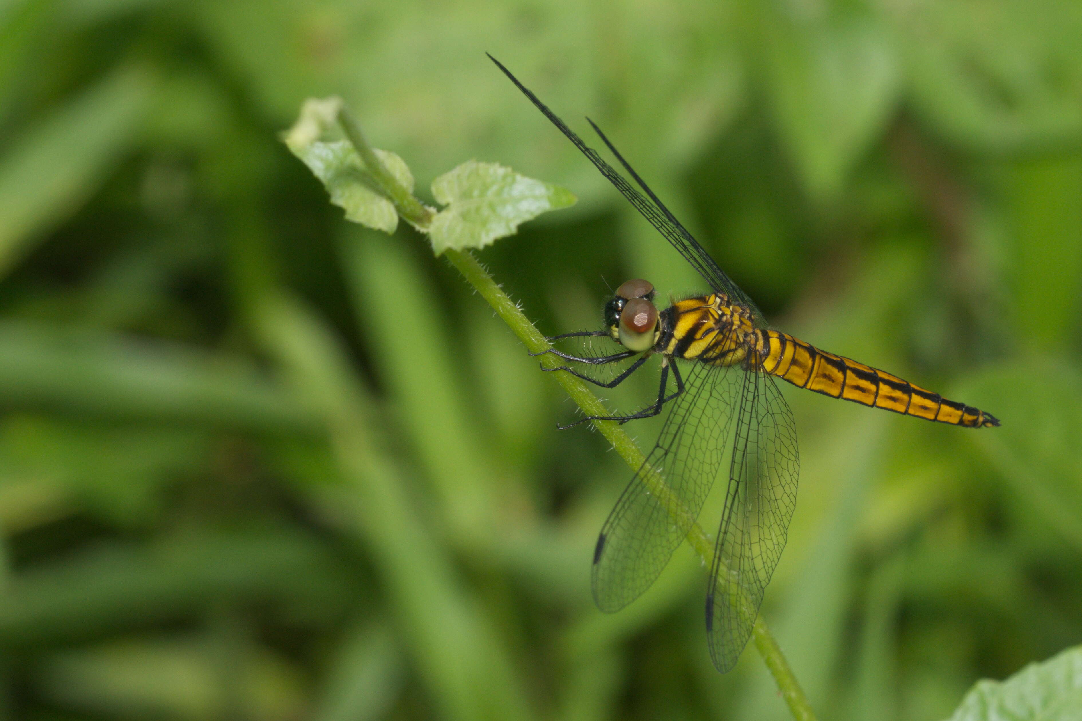 Plancia ëd Lyriothemis acigastra (Selys 1878)