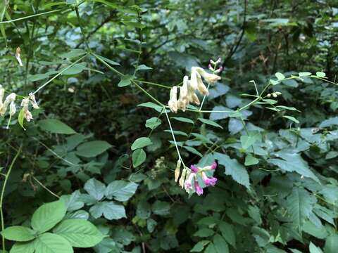 Image of Vicia dumetorum L.