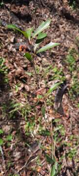 Image of Berberis ruscifolia Lam.