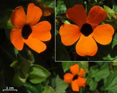 Image of blackeyed Susan vine