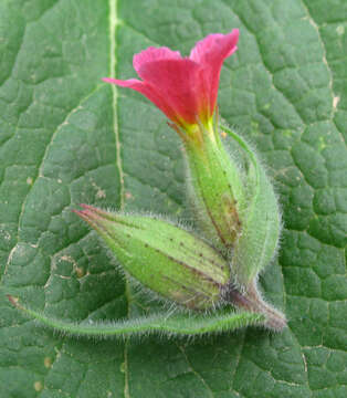 Image of rose monkswort