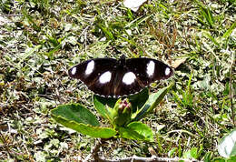 Image of False Plain Tiger