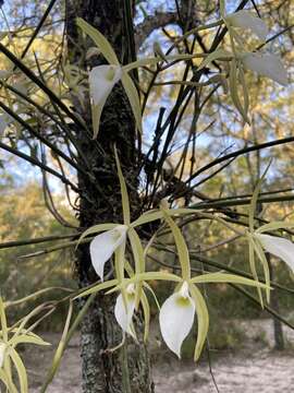 Brassavola tuberculata Hook. resmi