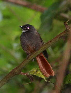 Image of Rufous-tailed Fantail