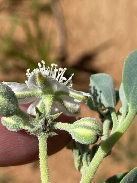 Imagem de Tribulocarpus dimorphanthus (Pax) S. Moore