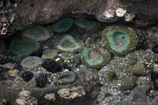 Image of giant green anemone