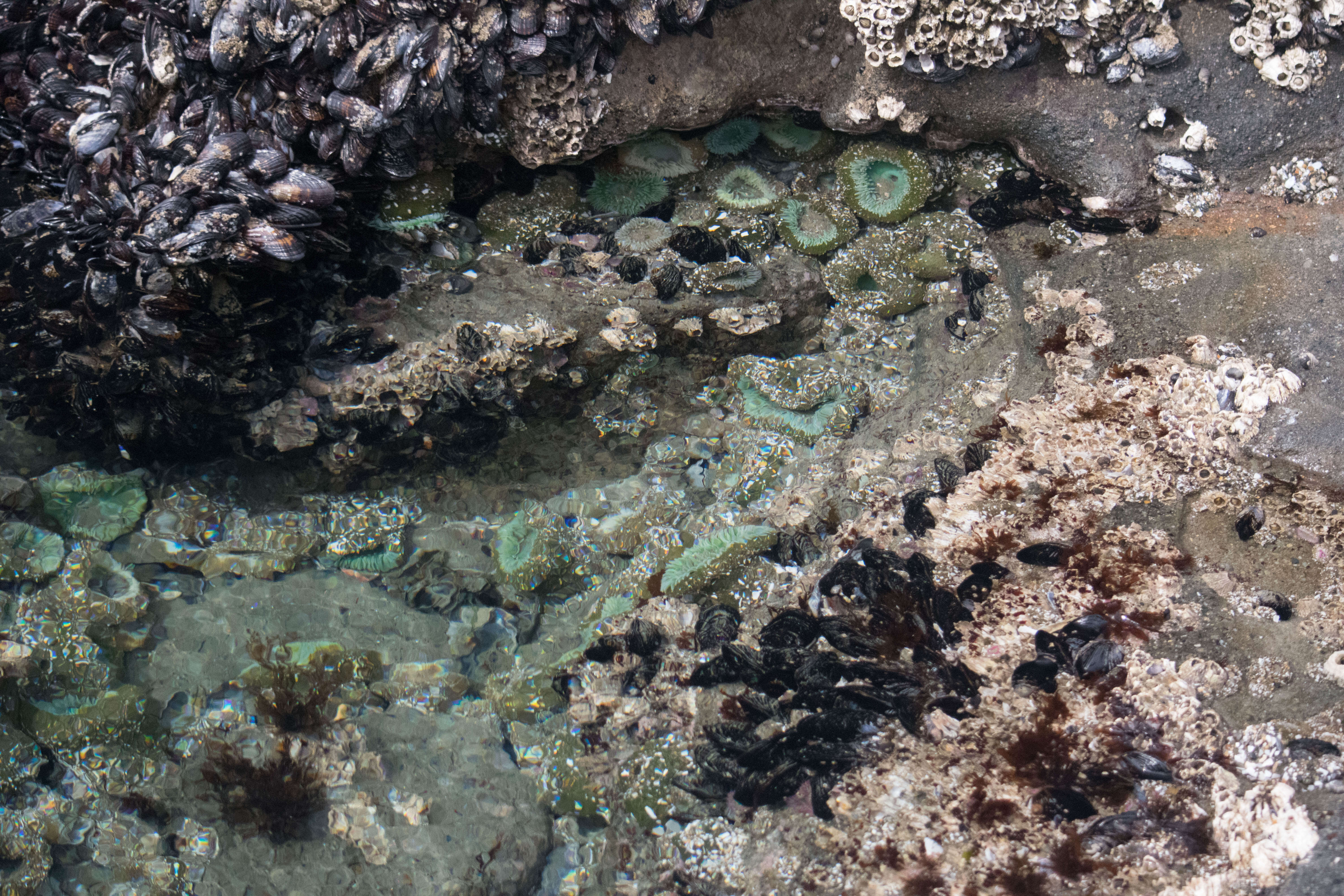 Image of giant green anemone