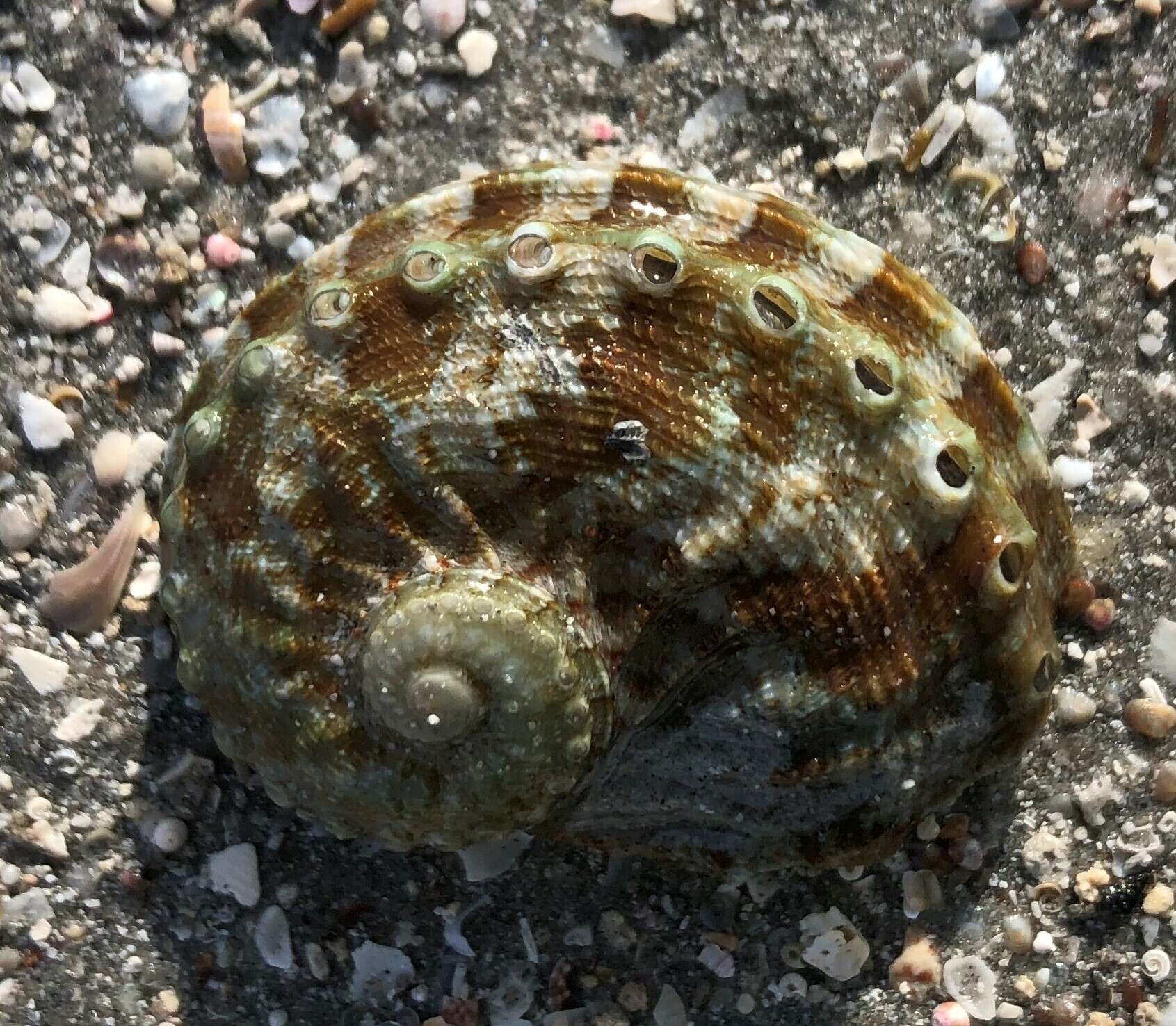 Image of staircase abalone