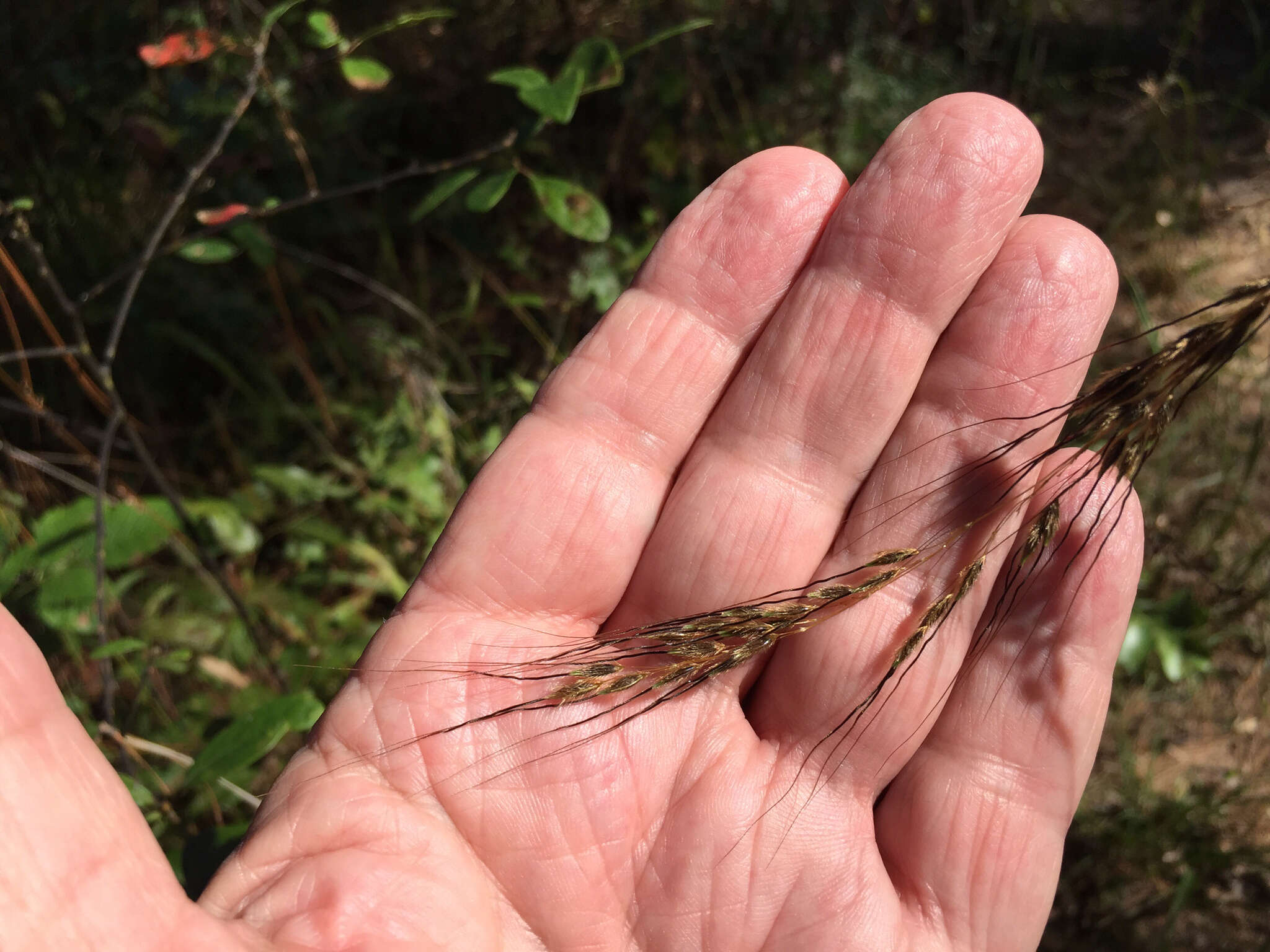 Image of slender Indiangrass