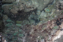 Image of giant green anemone