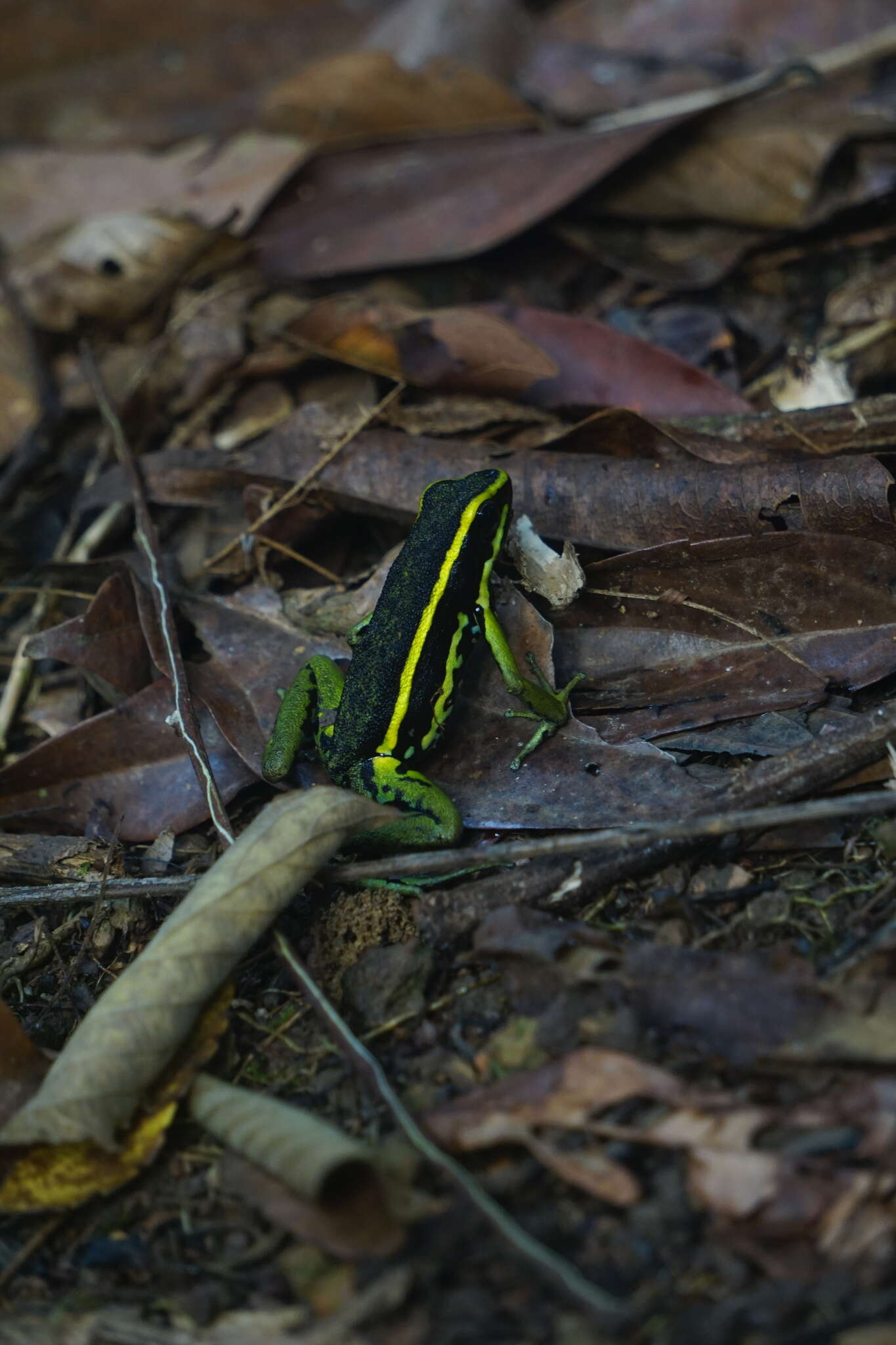 Image of Sapito Dardo Trilistado