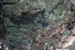 Image of giant green anemone