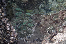 Image of giant green anemone