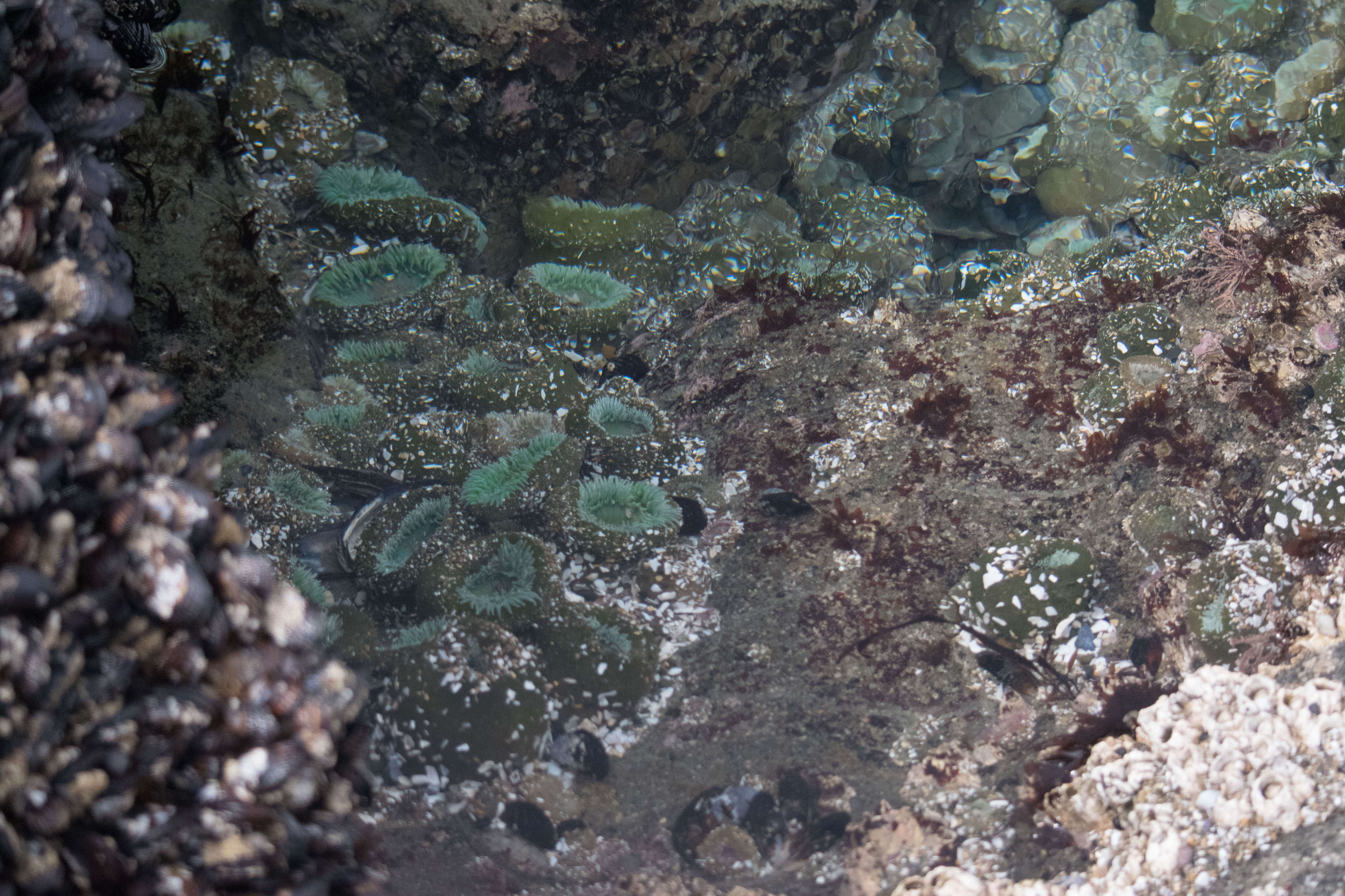 Image of giant green anemone