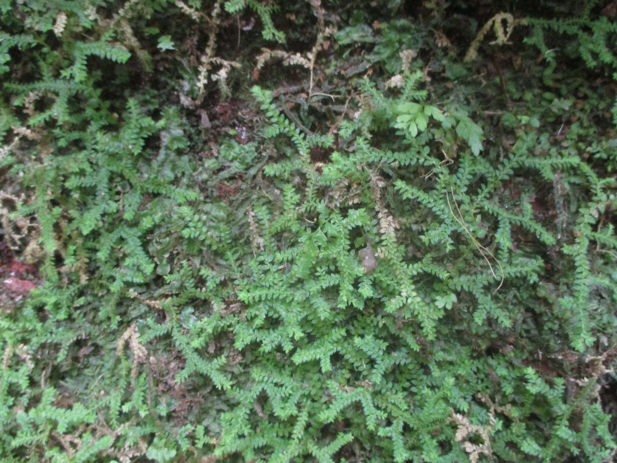 Imagem de Selaginella denticulata (L.) Spring