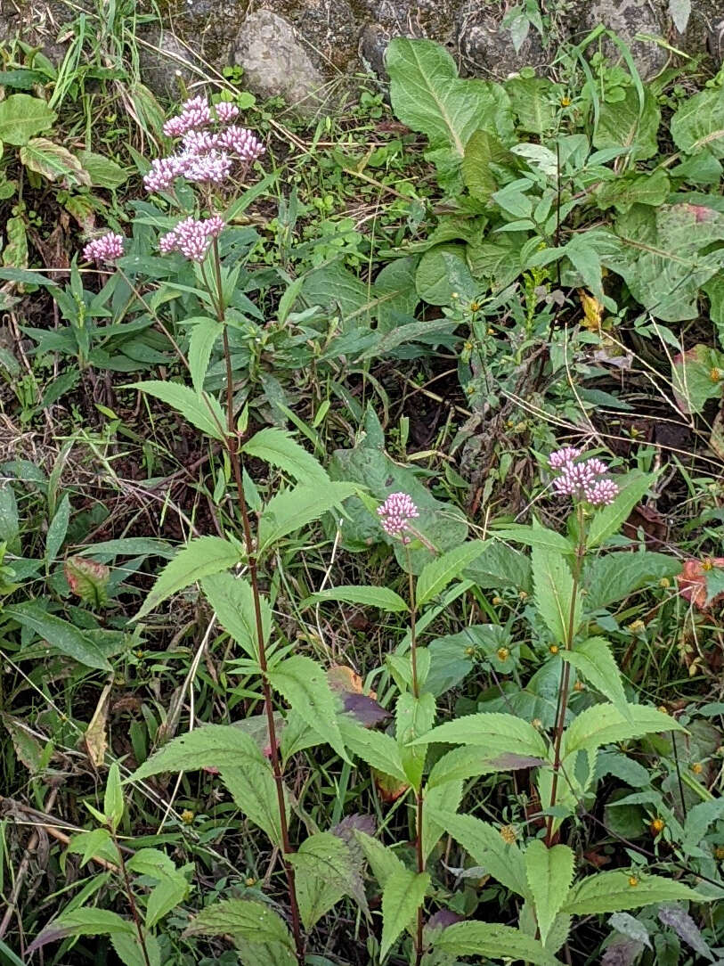 Sivun Eupatorium lindleyanum DC. kuva