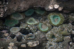 Image of giant green anemone