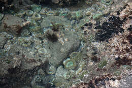 Image of giant green anemone