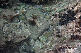 Image of giant green anemone