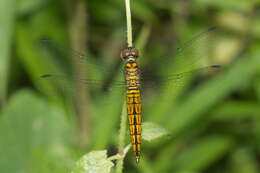 Image of little bloodtail