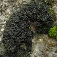 Image of Jelly lichens