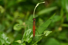 Image of little bloodtail