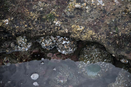 Image of giant green anemone