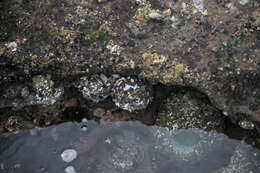 Image of giant green anemone