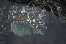 Image of giant green anemone