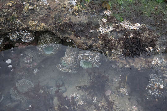 Image of giant green anemone