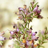 Image of Erica filiformis var. filiformis